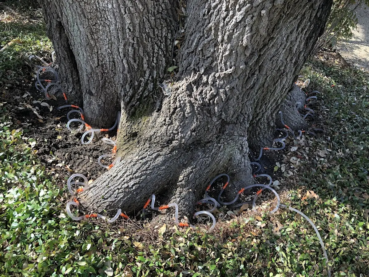 Detailed Tree Cabling and Bracing job site in Beaumont