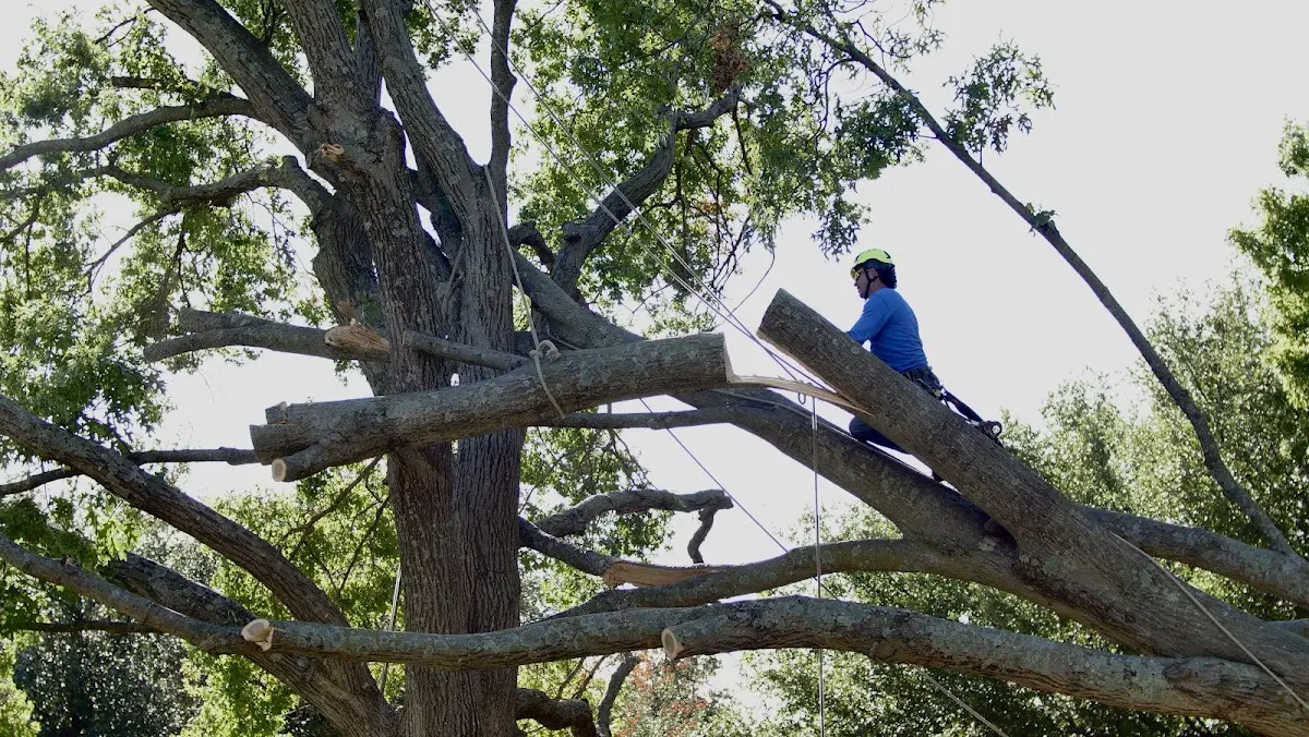 Professional Crown Thinning performed by certified arborists in Beaumont